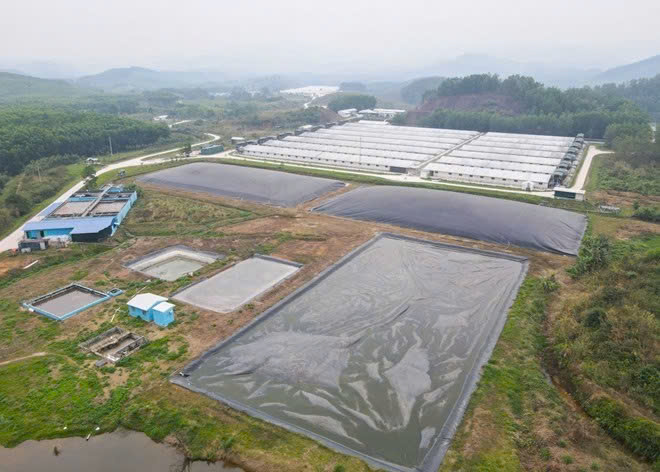 Dự án trang trại lợn Hòa Phát